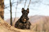 SCOTTISH TERRIER 051